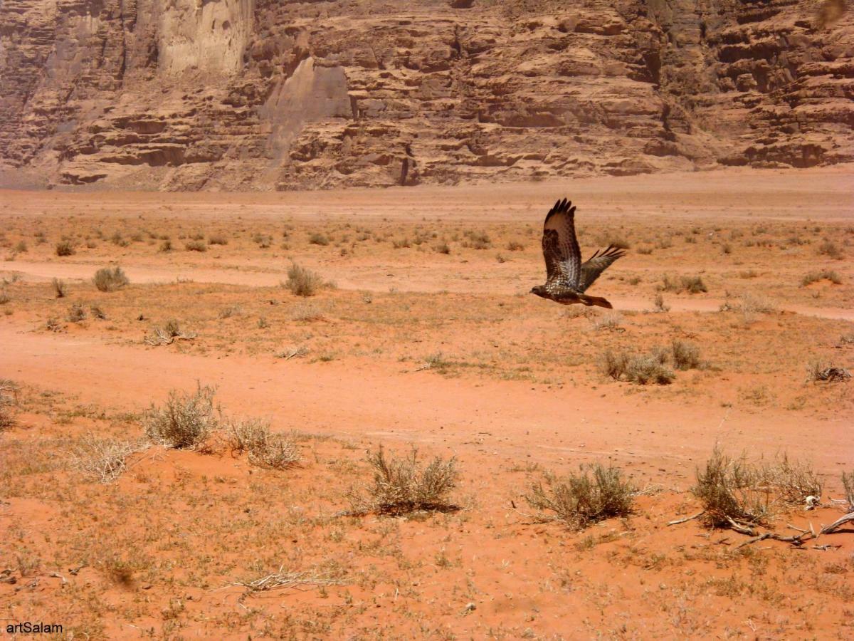 Sunrise Camp Hotell Wadi Rum Eksteriør bilde